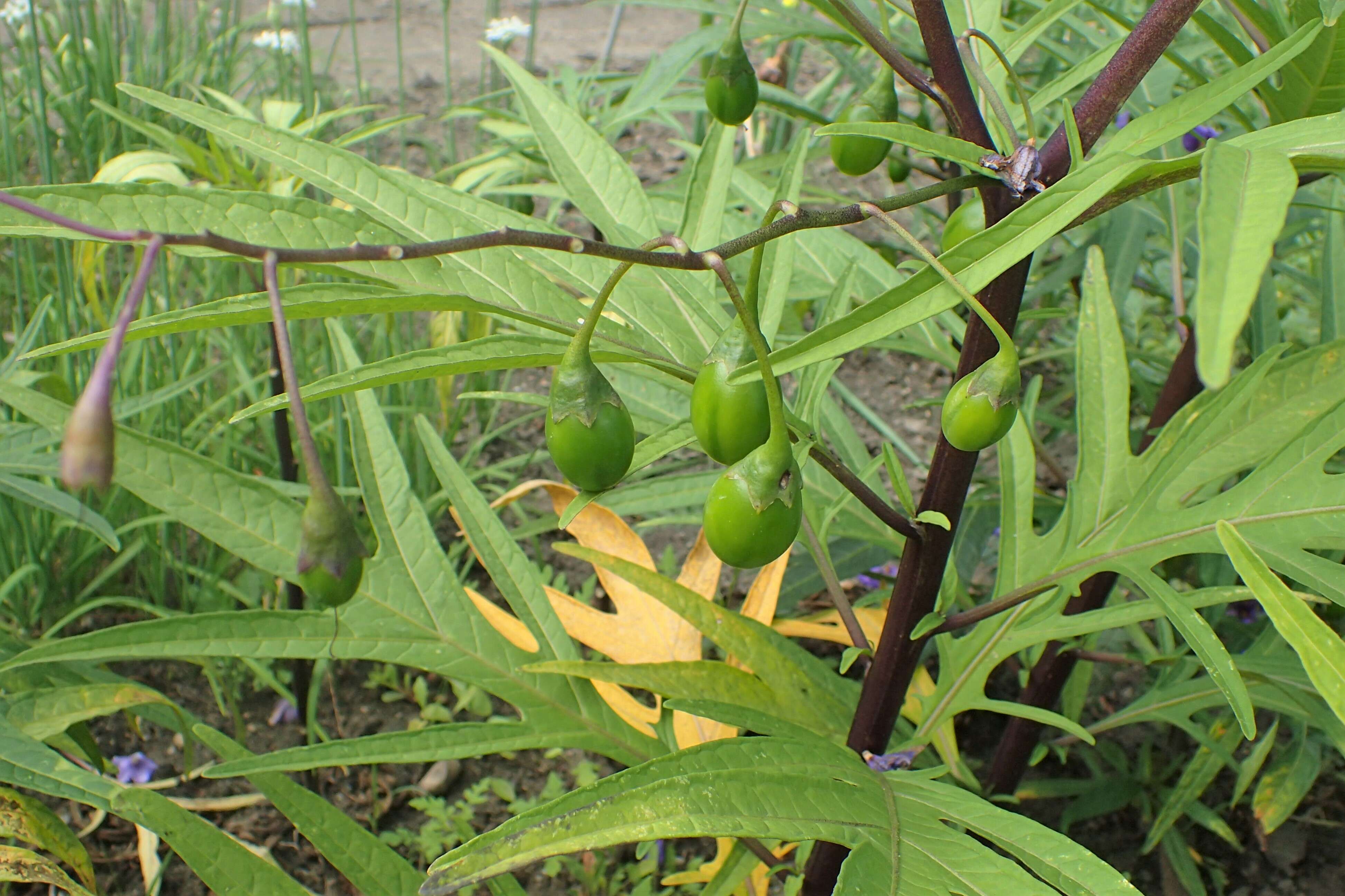 Image of Kangaroo Apple