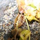 Image of Lasius neoniger Emery 1893