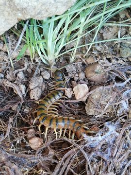 Image of Mediterranean banded centipede