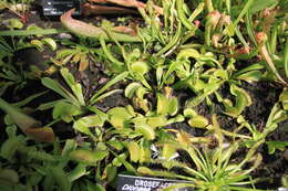 Image de Dionaea