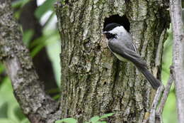 Image of Carolina Chickadee