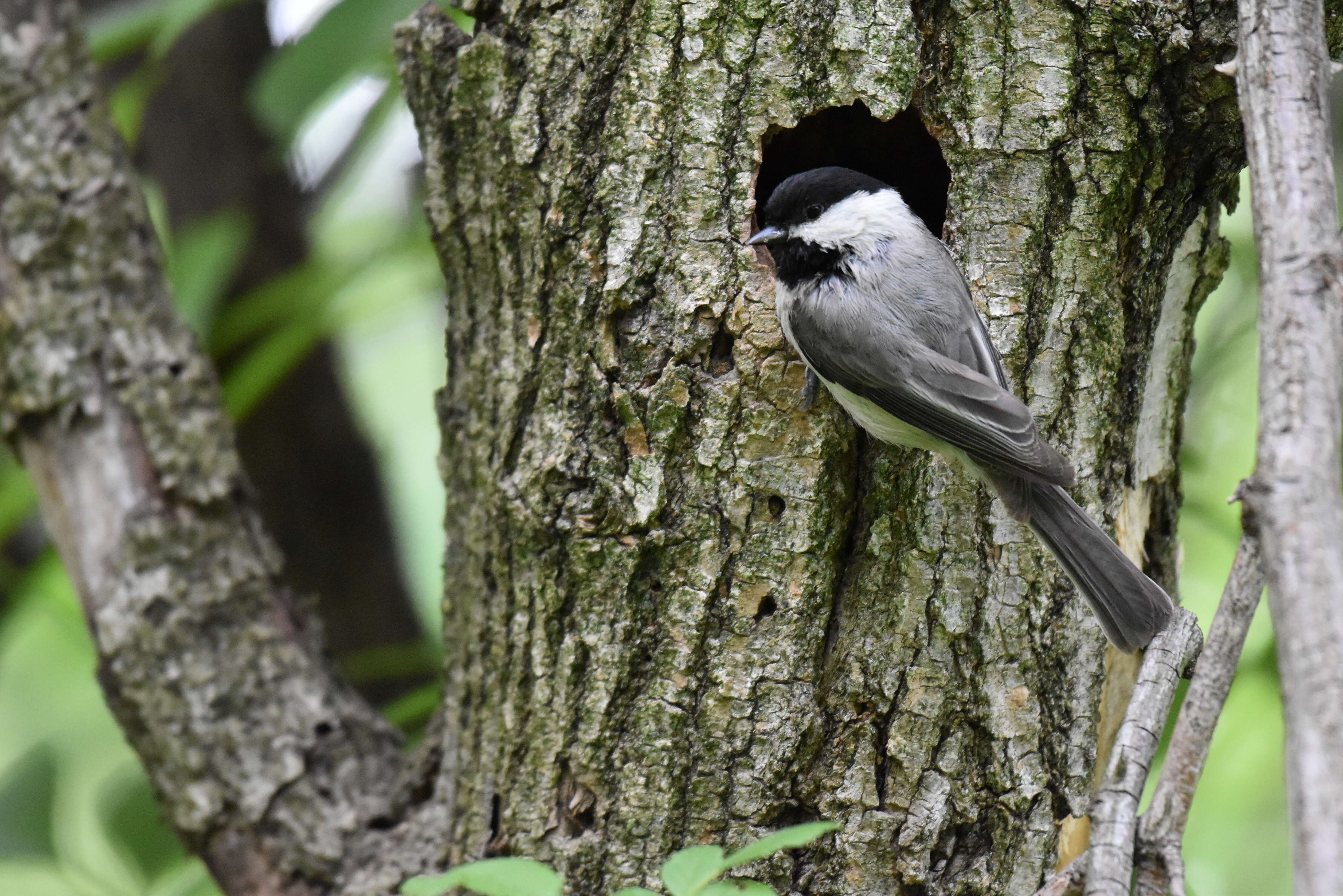 Image of Carolina Chickadee