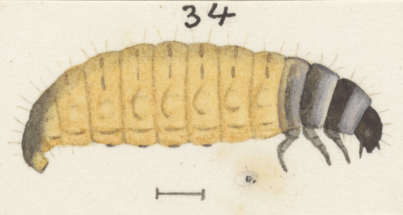 Image de Scoriodyta conisalia Meyrick 1888