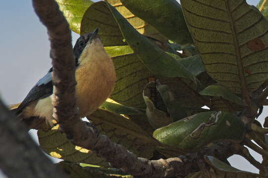 Image of Yellow-bellied Hyliota