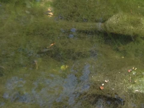18.https www inaturalist org photos 3327569.580x360