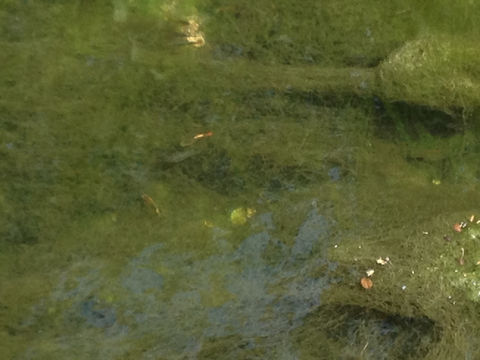 18.https www inaturalist org photos 3327570.580x360