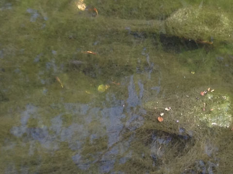 18.https www inaturalist org photos 3327571.580x360