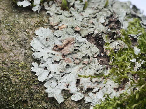 Image of Hammered shield lichen