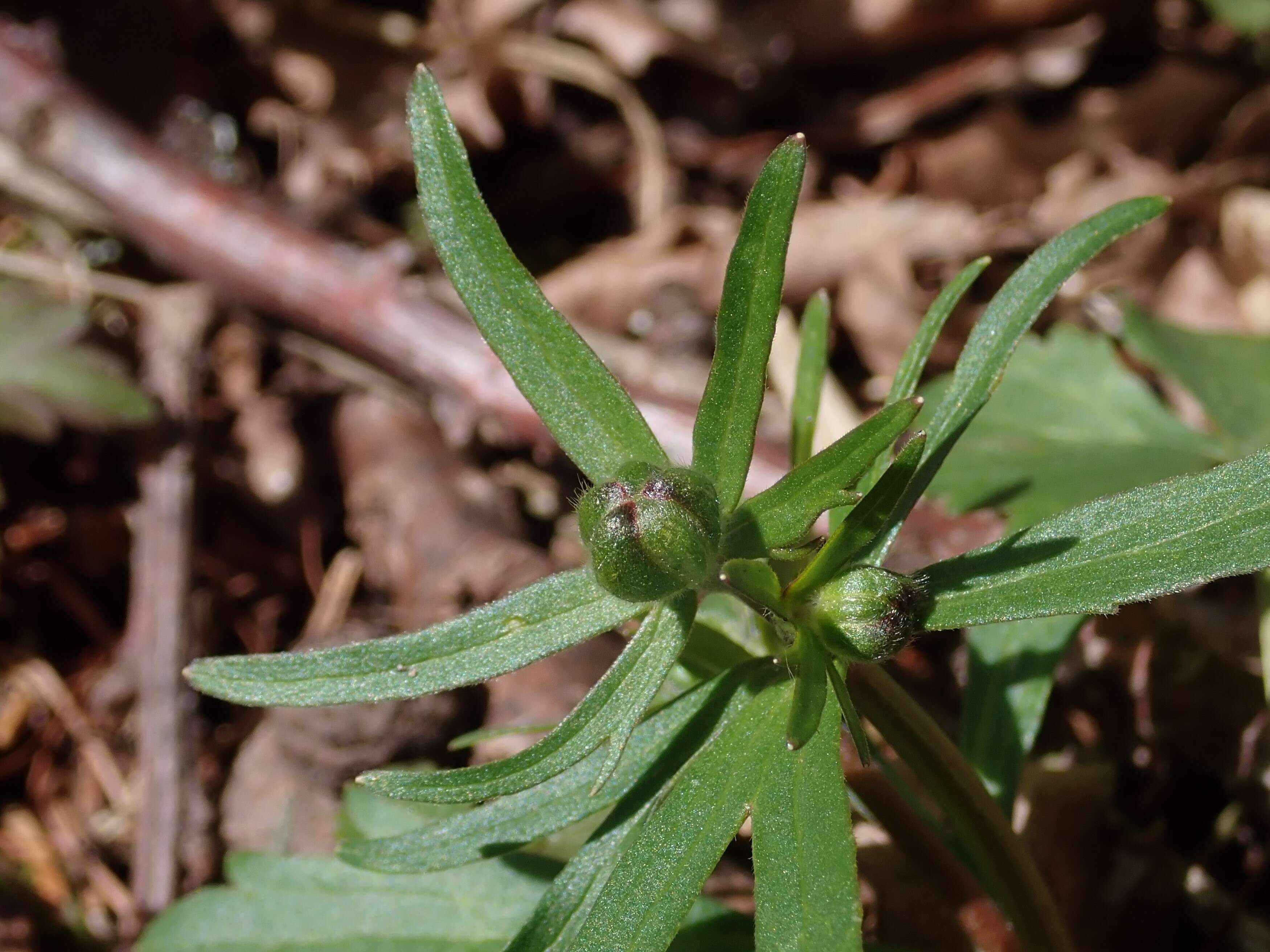 Image of Goldilocks Buttercup