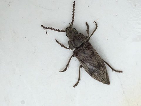 Image of <i>Dascillus davidsoni</i> (Le Conte 1859)
