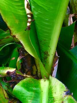 Image of Banana aphid