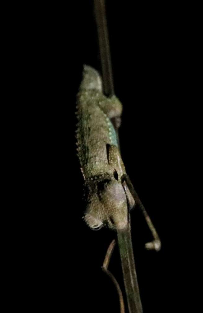 Image of Marshall's African Leaf Chameleon