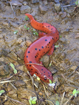 Image of Midland mud salamander