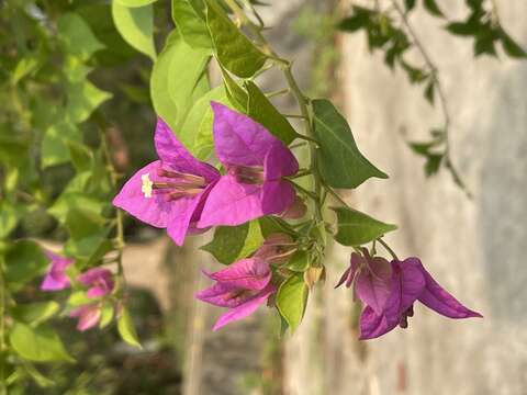 Слика од Bougainvillea