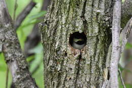 Image of Carolina Chickadee