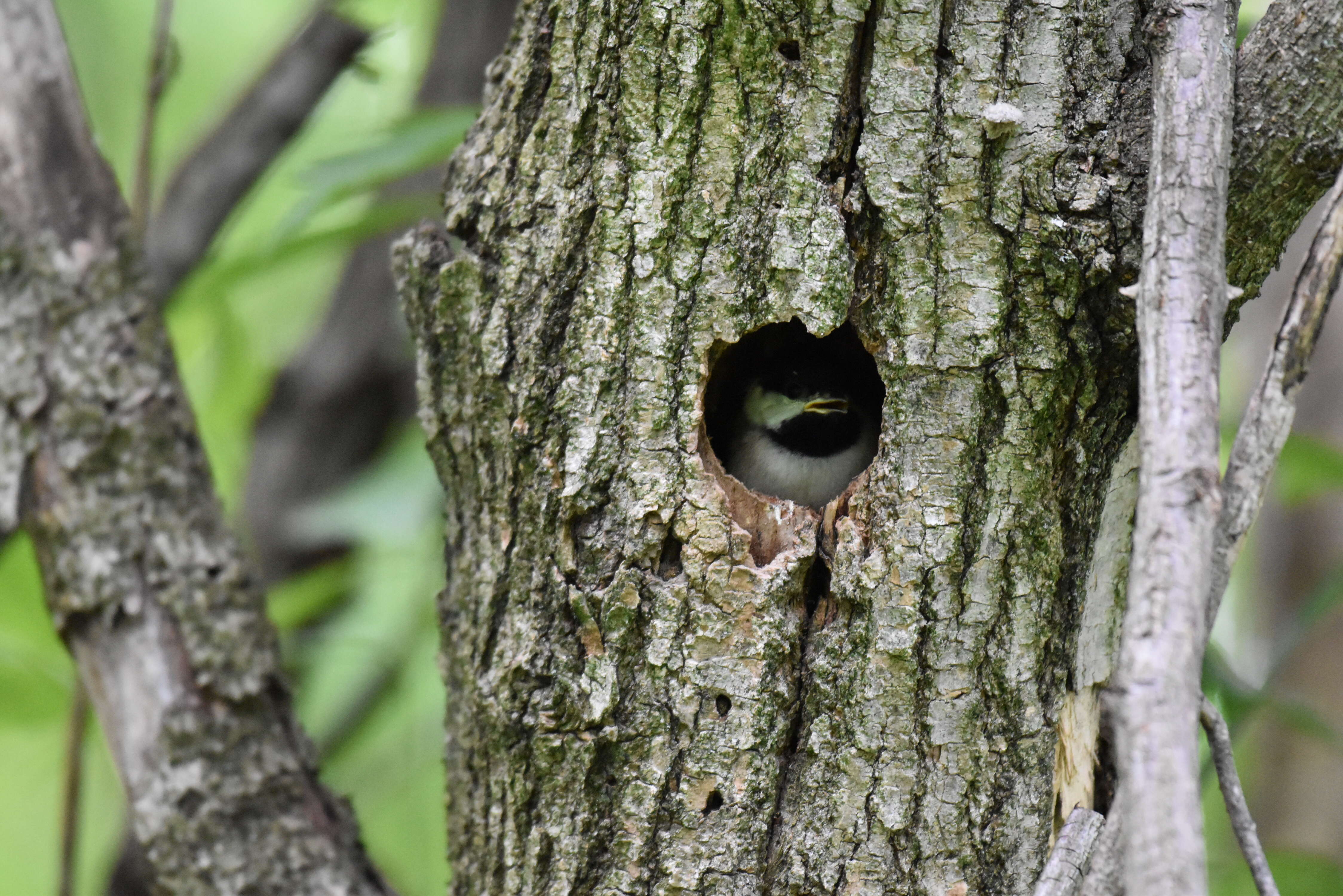 Image of Carolina Chickadee