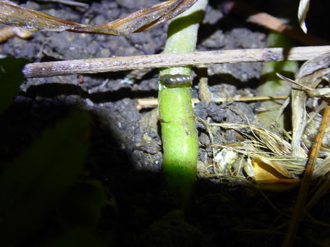 Image of glossy pillar