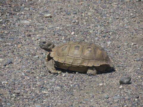 Image of Chilean Tortoise