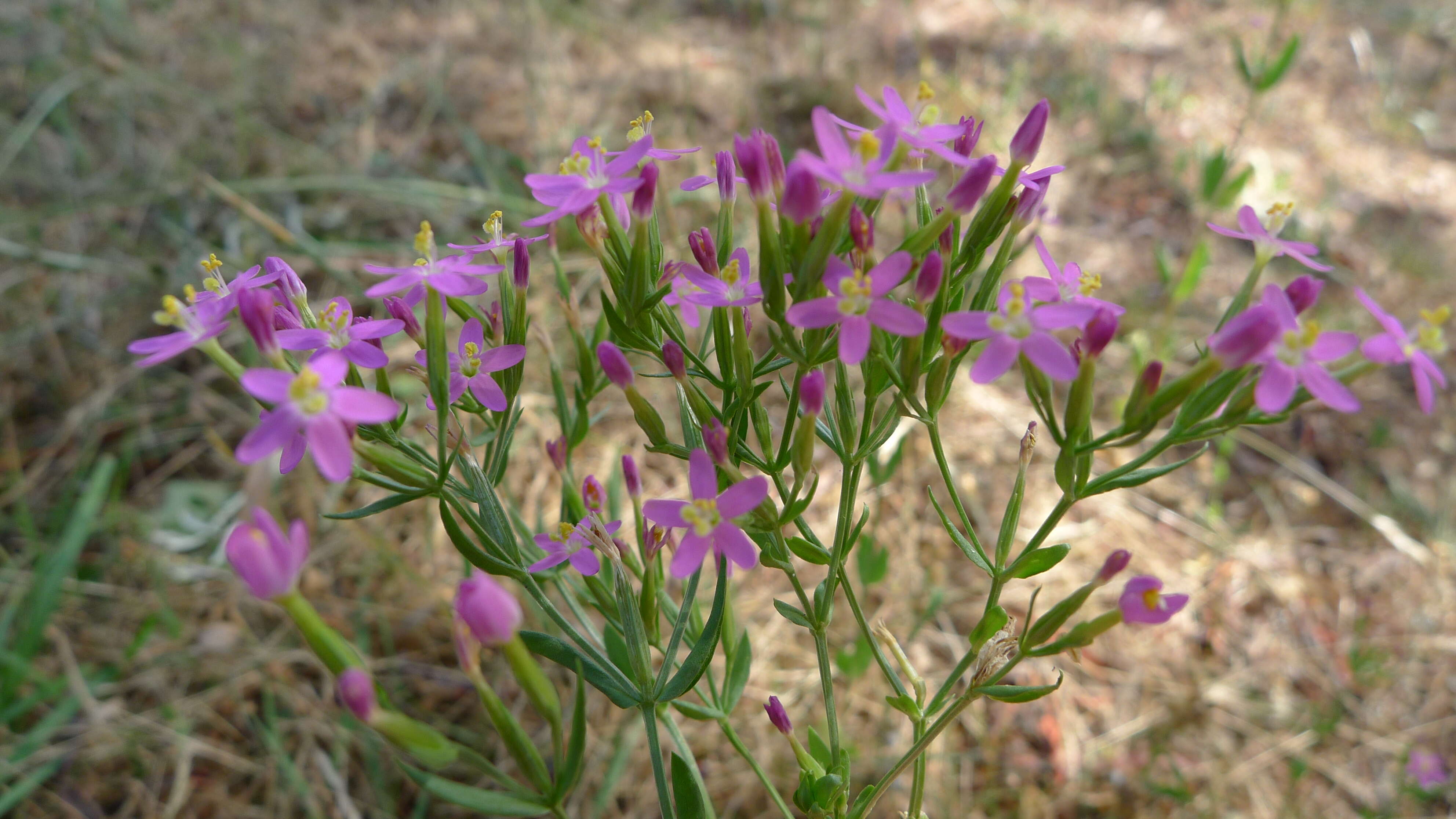 Image of slender centaury