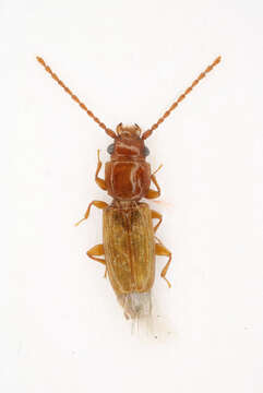 Image of lined flat bark beetles