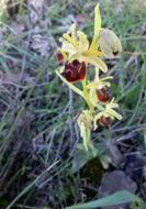 Image of <i>Ophrys sphegodes</i>