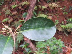 Palaquium ellipticum (Dalzell) Baill. resmi