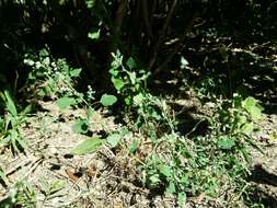 Plancia ëd Chenopodium opulifolium Schrader