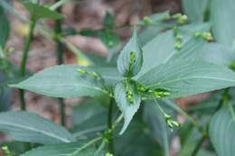 Image of Strobilanthes cusia (Nees) O. Kuntze