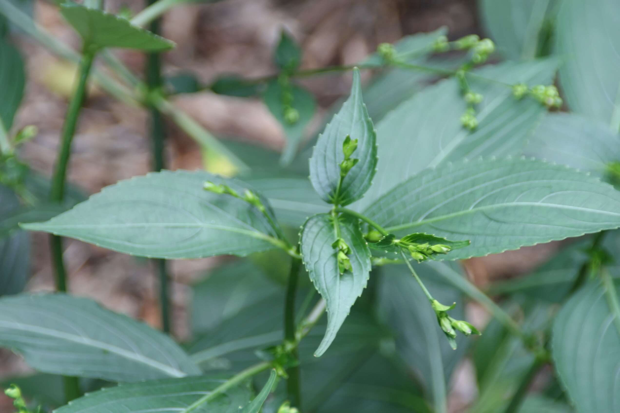 Image de Strobilanthes cusia (Nees) O. Kuntze