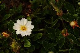 Imagem de Dryas octopetala L.