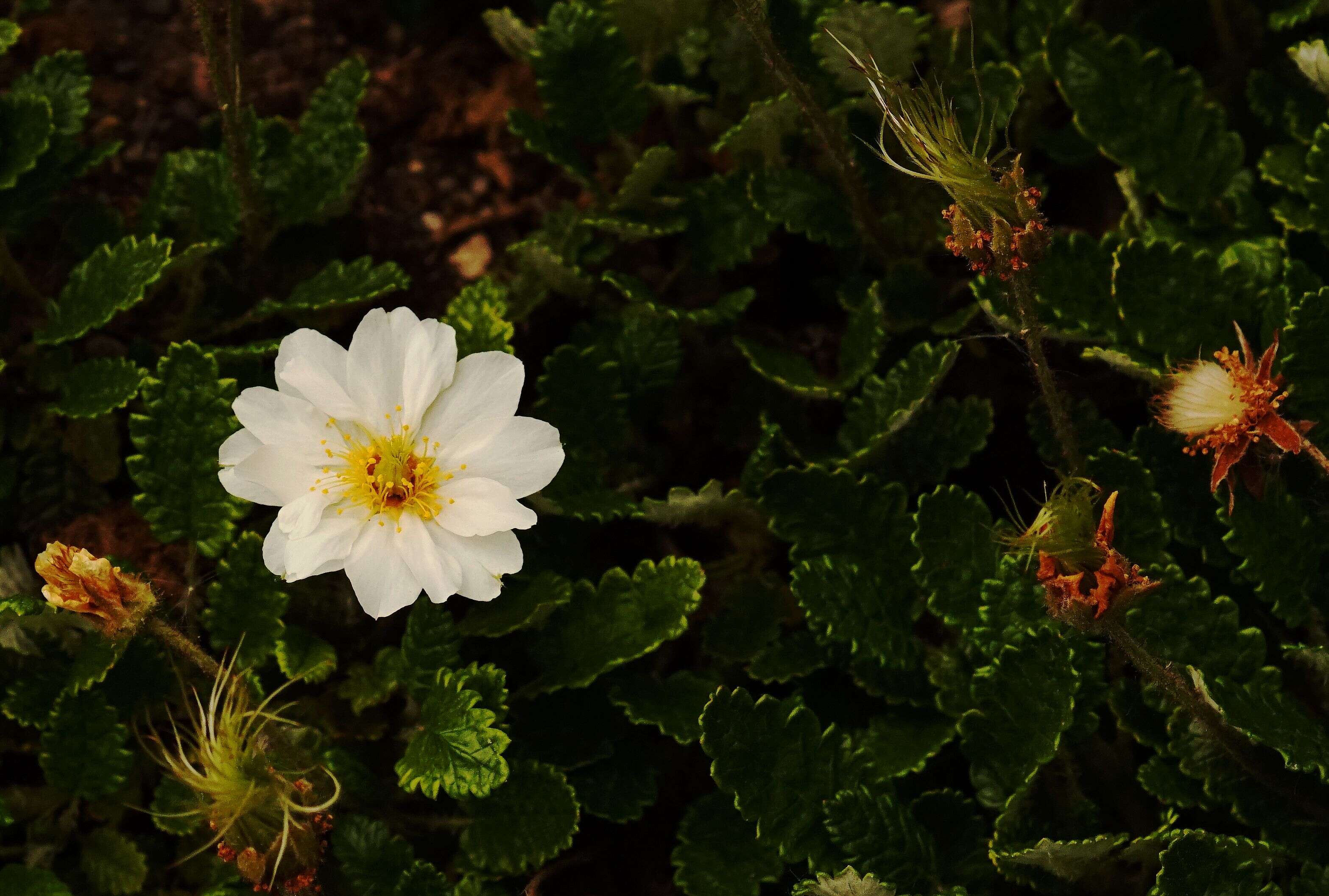 Imagem de Dryas octopetala L.