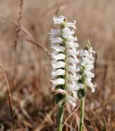 Image of Nodding lady's tresses