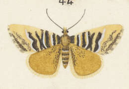 Image of Notoreas simplex Hudson 1898