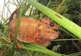 Image of Malagasy Giant Chameleon