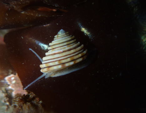 Image of channeled topsnail