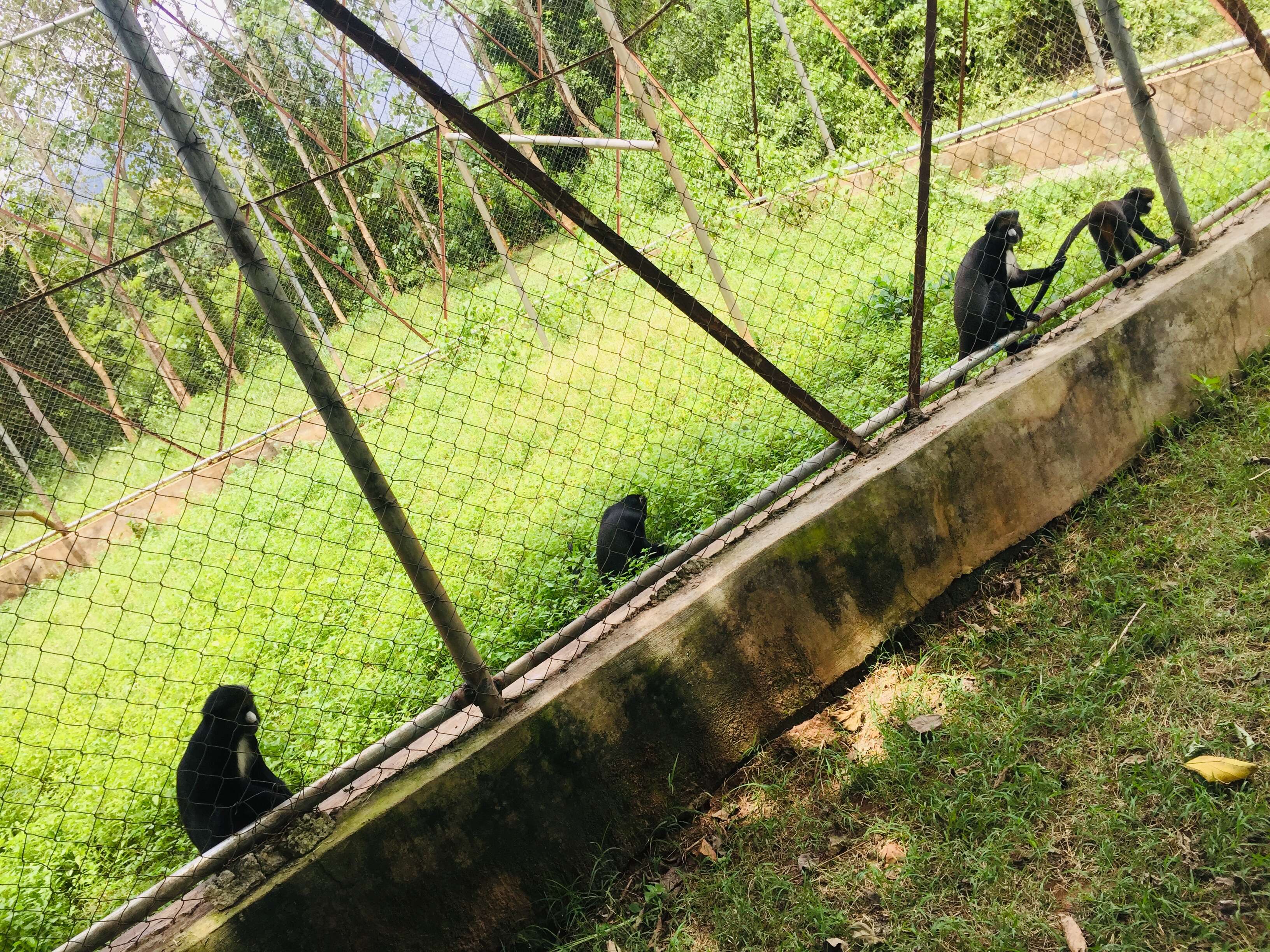 Image of Greater Spot-nosed Guenon