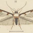 Image of Stathmopoda aristodoxa Meyrick 1926