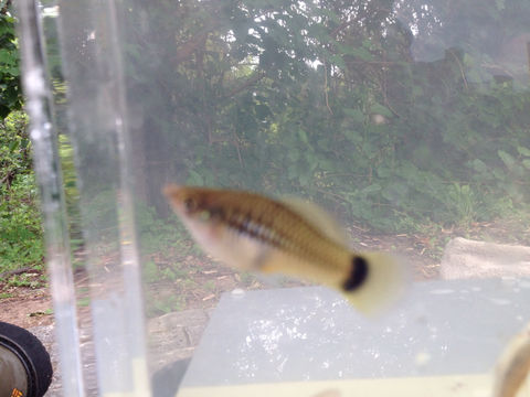 18.https www inaturalist org photos 3336374.580x360