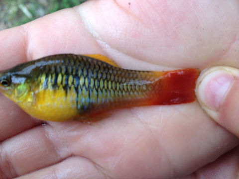 18.https www inaturalist org photos 3336392.580x360