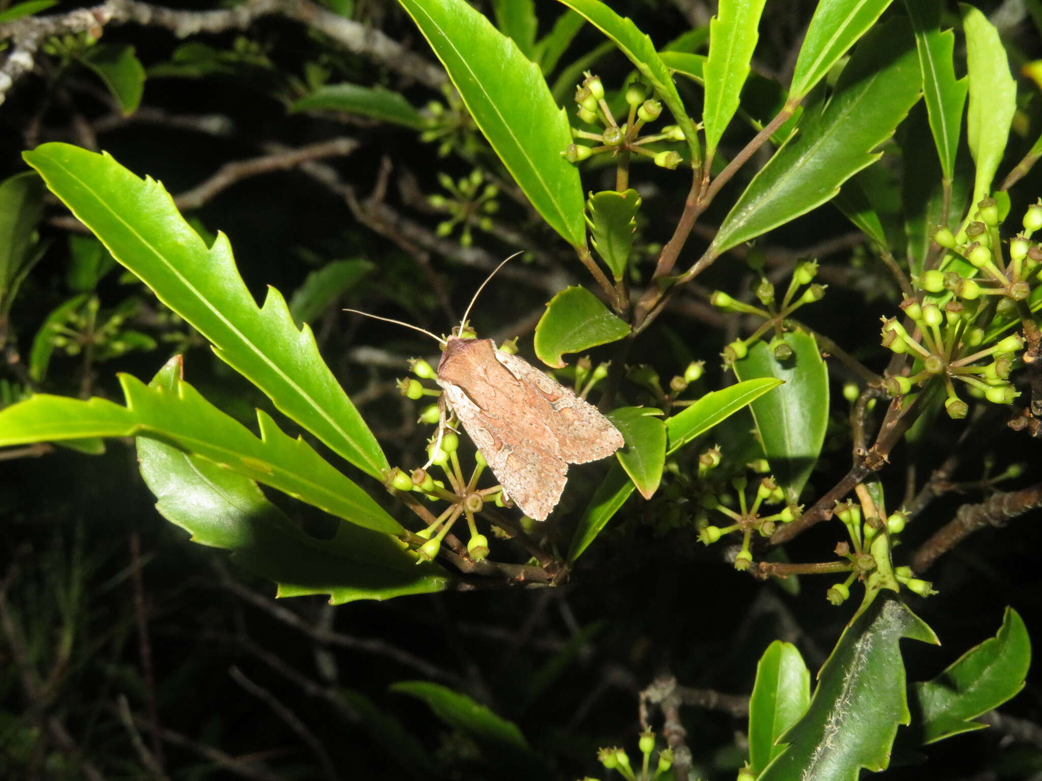 Image of Ichneutica atristriga