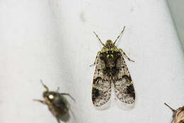 Image of Dichoptera