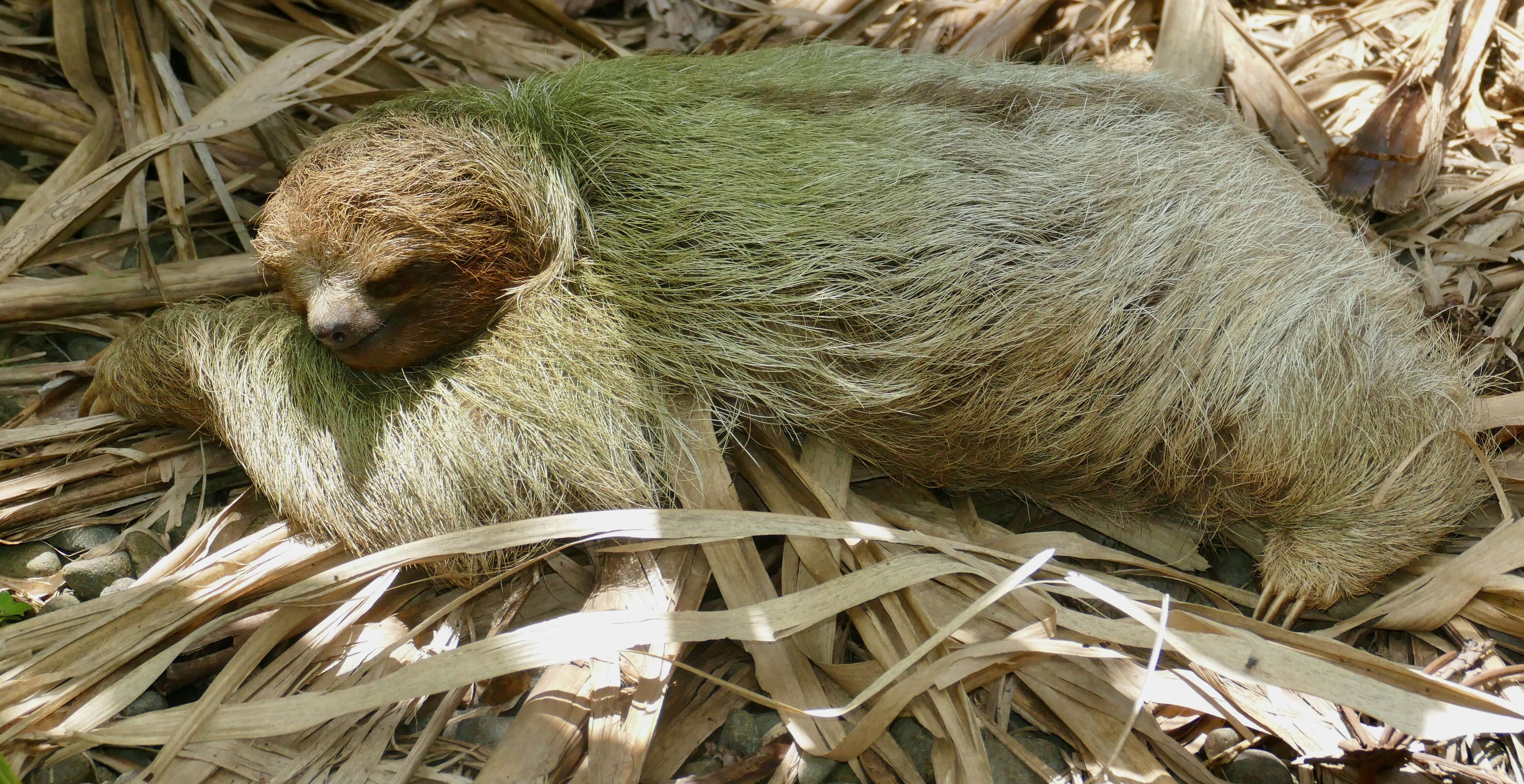 Image of Brown-throated Three-toed Sloth