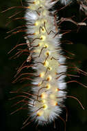 Image of Broad-leave beech