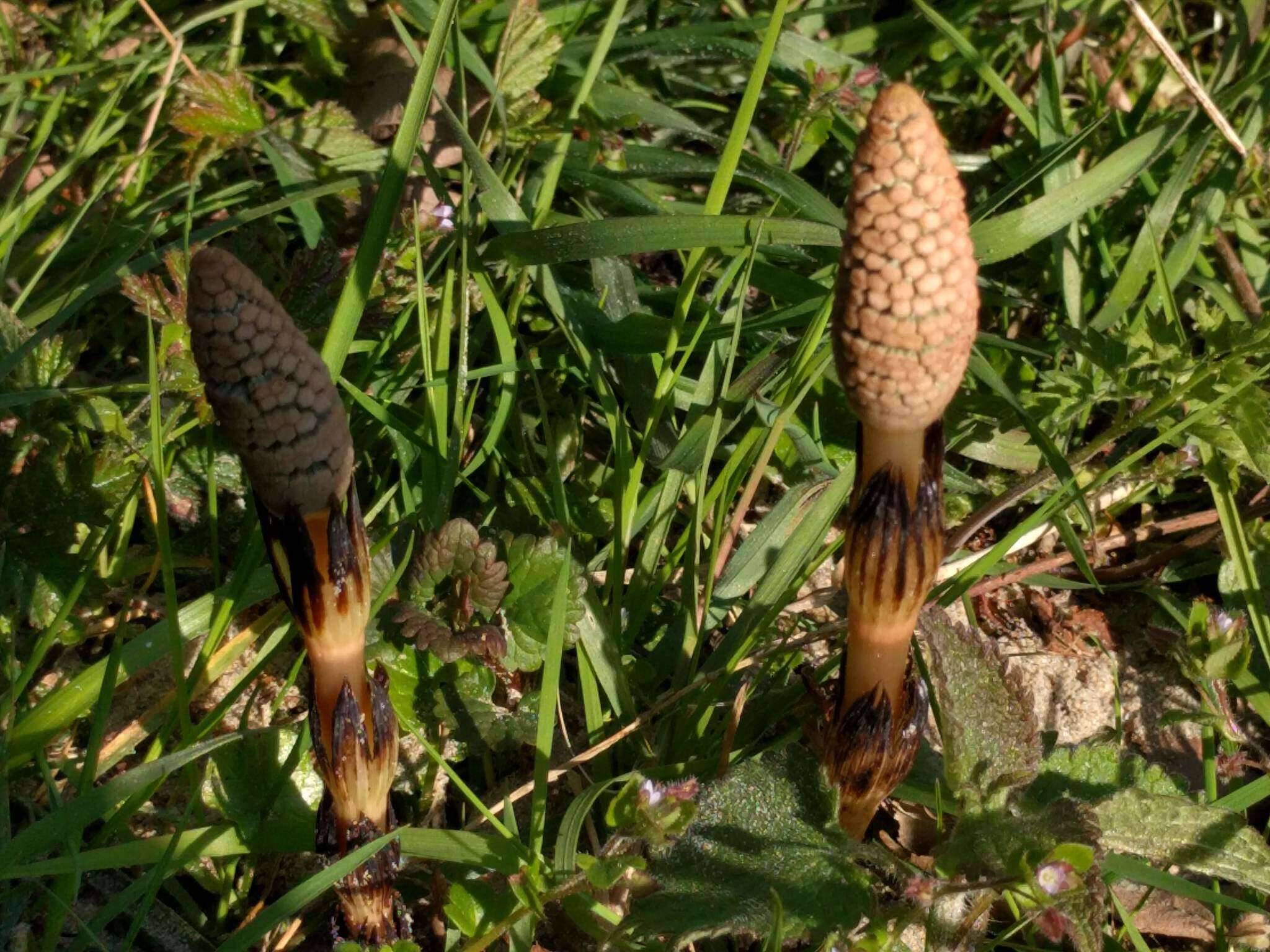 Image of field horsetail