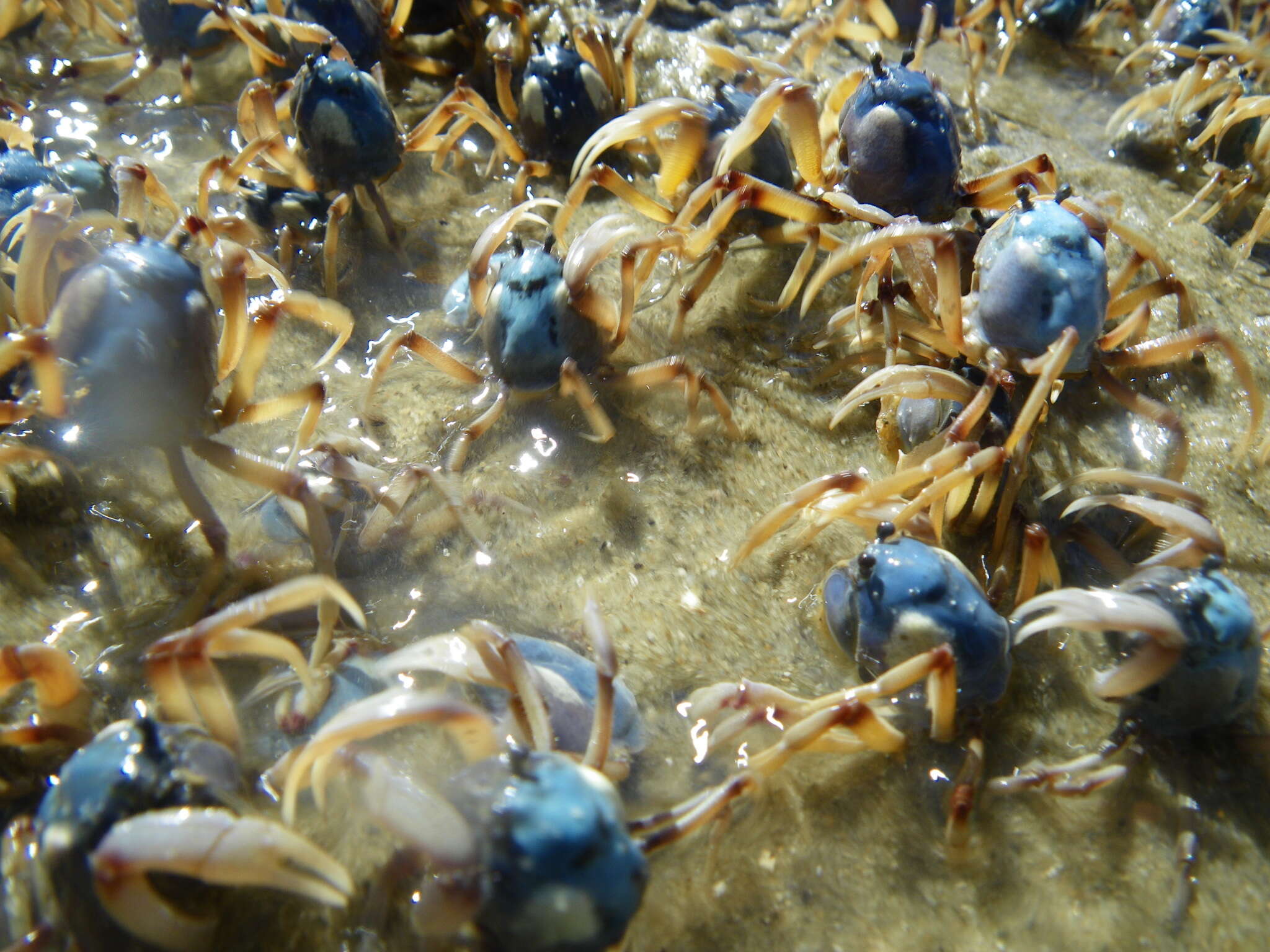 Image of Light-blue Soldier Crab