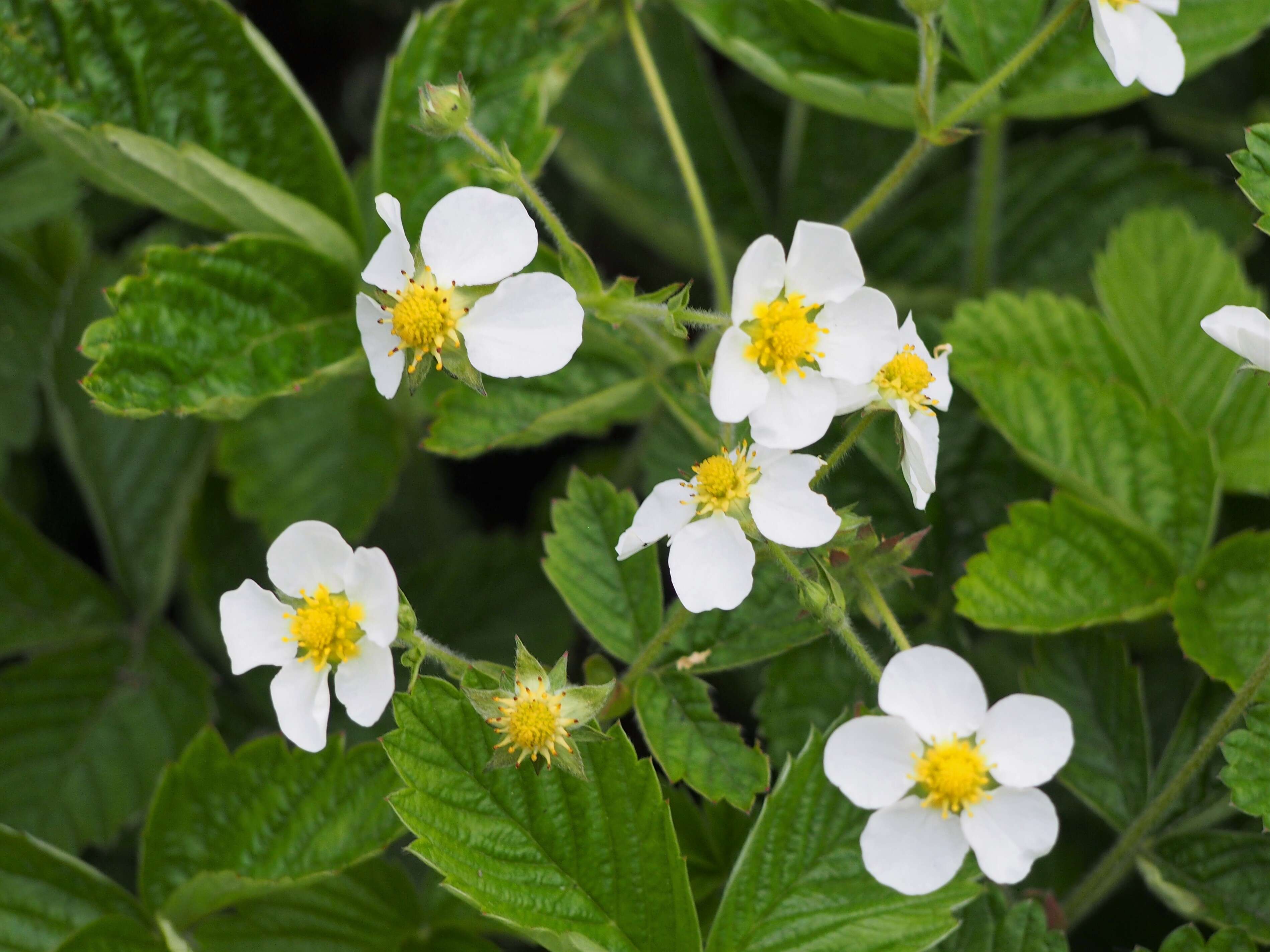 Image of beach strawberry