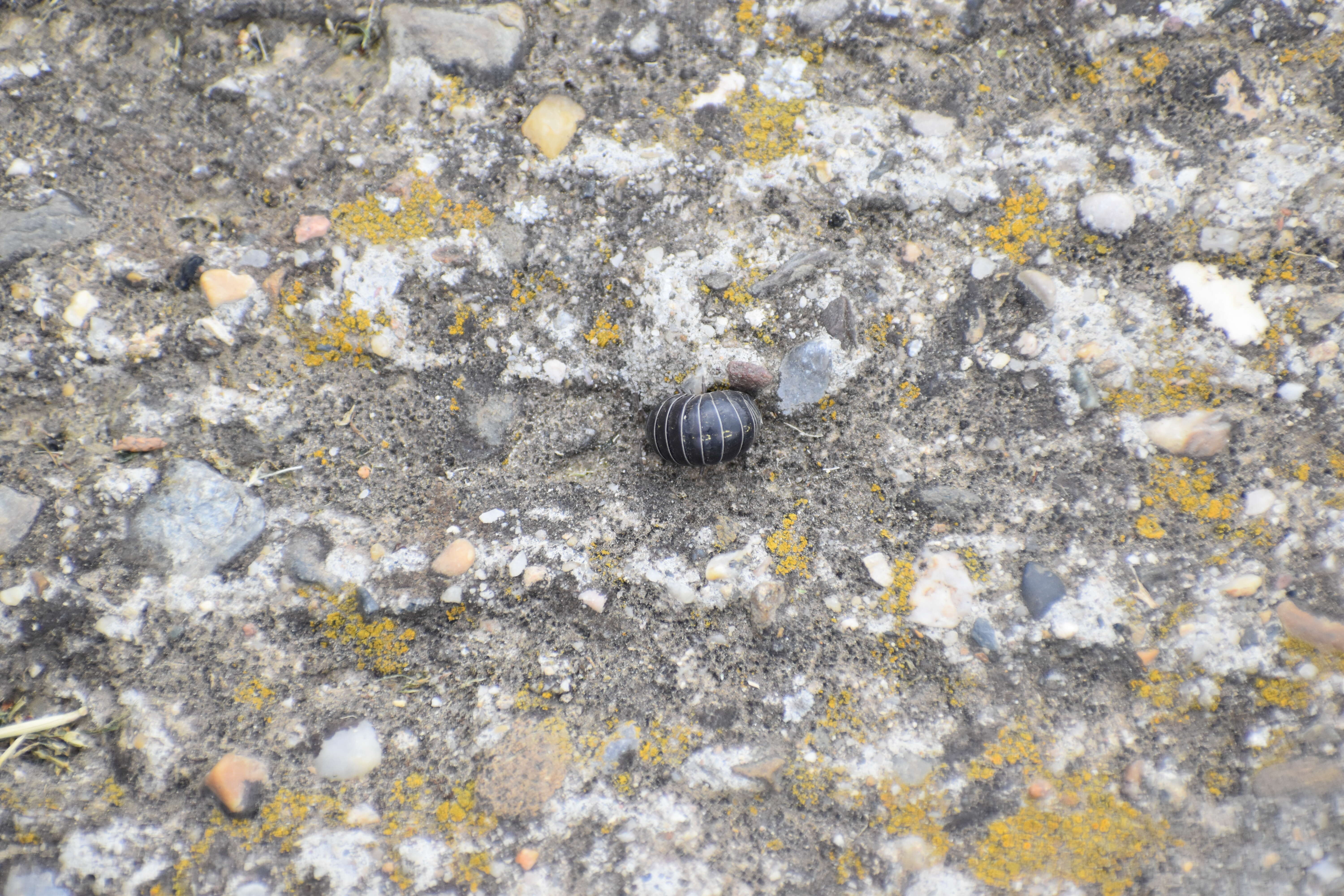 Image of Pill woodlouse