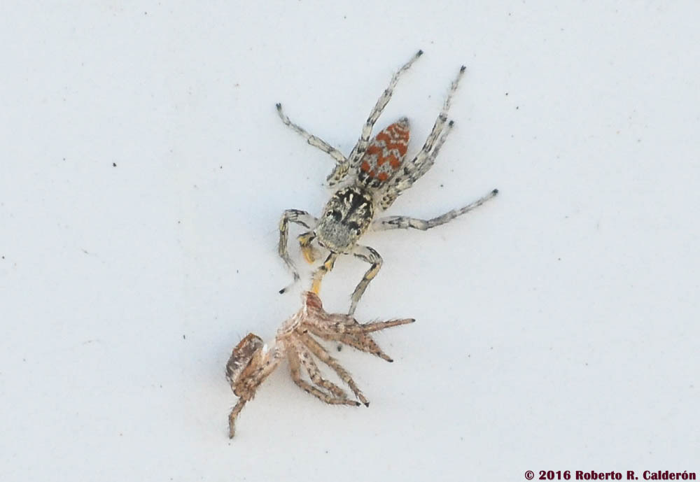 Image of Maevia inclemens (Walckenaer 1837)