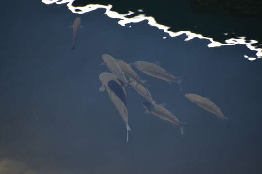 Image of Golden Grey Mullet