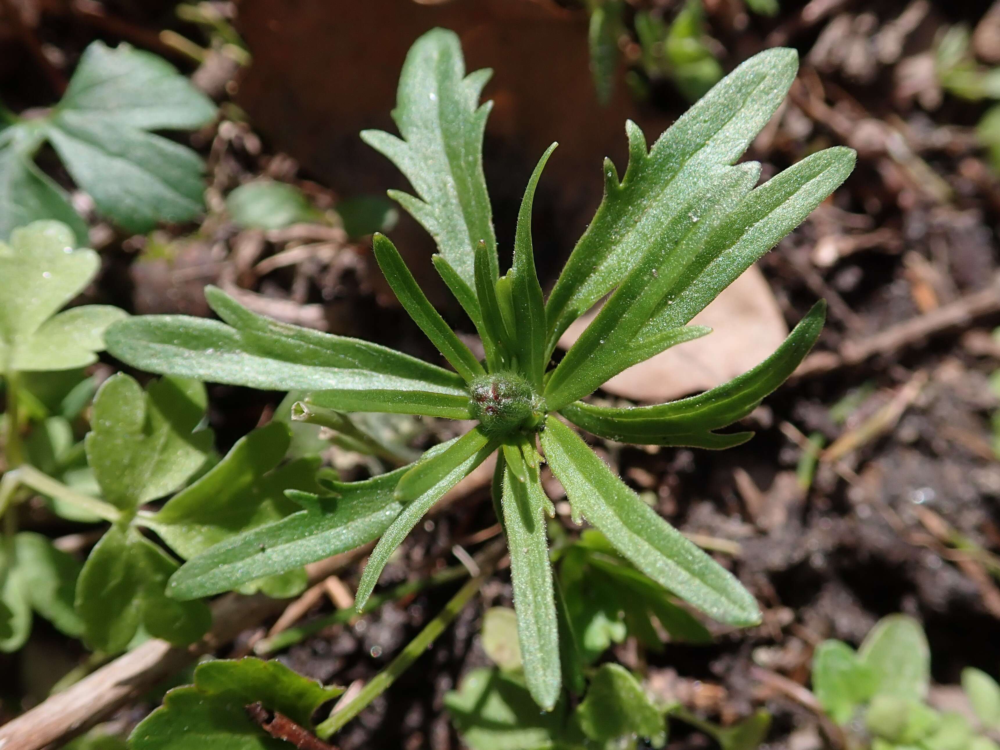 Image of Goldilocks Buttercup